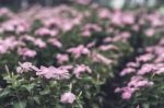 Selective Focus Flowers Background Stock Photo