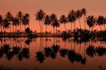 Palm Trees Stock Photo