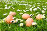 Chicken Eggs In Grass With Daisies Stock Photo