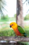 Colorful Jandaya Conure Stock Photo