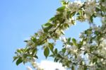 The Blooming Of Apple Trees Stock Photo