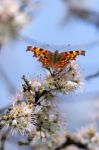 Comma Butterfly Stock Photo