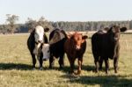 Cows Grazing In The Green Argentine Countryside Stock Photo