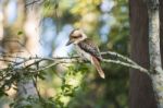 Kookaburra Gracefully Sitting In A Tree Stock Photo