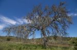 Lonely Dead Tree Stock Photo