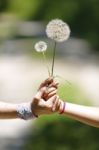 A Woman And Her Daughter Are Hand In Hand With Flower Stock Photo