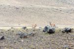 Pronghorn (antilocapra Americana) Stock Photo