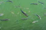 Fish Swimming In Cabo Pino Harbour Stock Photo