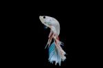 Moment Of Betta Fish, Siamese Fighting Fish Isolated  Stock Photo