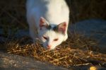 Beautiful Domestic Cat Hunting Stock Photo