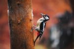 Great Spotted Woodpecker In A Rainy Spring Forest Stock Photo