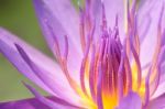 Purple Water Lily Stock Photo