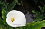 Calla Lilly 2 Stock Photo