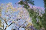 Colourful Blooming Jacaranda Tree Stock Photo