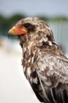 Bateleur Eagle Stock Photo