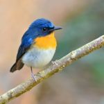 Tickell Blue Flycatcher Bird Stock Photo