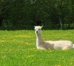 White Alpaca Lying Down Stock Photo