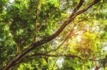 Branches With Sunlight In Garden Stock Photo