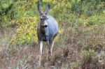 Mule Deer (odocoileus Hemionus) Stock Photo