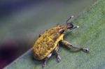 Weevil Bug (lixus Acicularis) Stock Photo