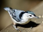 Beautiful Isolated Picture With A White-breasted Nuthatch Bird Stock Photo