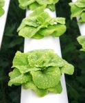 Fresh Water Dew On Green Leaves Hydroponics Vegetable Stock Photo