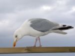 Seagull Stock Photo