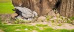 Cape Barren Goose With Her Nest Stock Photo