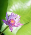 Closeup Purple Water Lily With Green Leaf Stock Photo