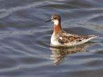 Red-necked Phalarope Stock Photo