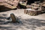 Komodo Dragon (varanus Komodoensis) At The Bioparc In Fuengirola Stock Photo