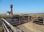 Buffalo Farm, Buffaloes Grazing In Open-air Cages  Stock Photo