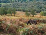 Exmoor Ponies Grazing In The  Ashdown Forest In Autumn Stock Photo