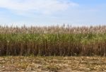 Sugar Cane Field Stock Photo