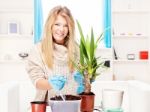 Woman Transplant Plant At Home Stock Photo