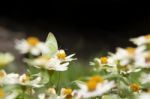 Butterfly On White Flowers Stock Photo