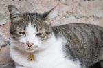 Cat Laying Down Leisure On Wooden Chair Stock Photo