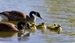 Postcard With A Family Of Canada Geese Swimming Stock Photo