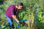 Woman Pruning Buddleja Shrub With Lopping Shears Stock Photo