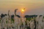 Wild Grasses In Sunset Time Stock Photo