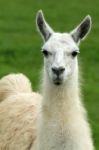 Llama Stock Photo