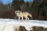 Lone Gray Wolf Stock Photo