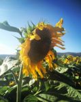 Sunflower Close Up Stock Photo