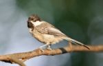 Isolated Image Of A Cute Chickadee Bird Sitting Stock Photo