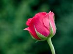 Close-up View Of A Pink Hybrid T Rose Stock Photo