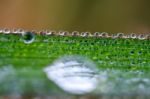 
Dew On Leaves Stock Photo