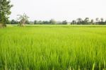 Rural Rice Field Green Grass Stock Photo