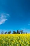 Oilseed Rape Field Stock Photo