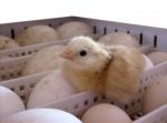 Chick Stock Photo