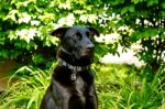 Dog Posing Stock Photo